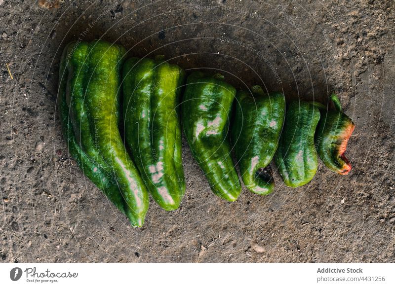 Close-up of a pile of green peppers on the ground land nature crop agriculture plant rural field growth harvest vegetable organic food cultivated fresh farm