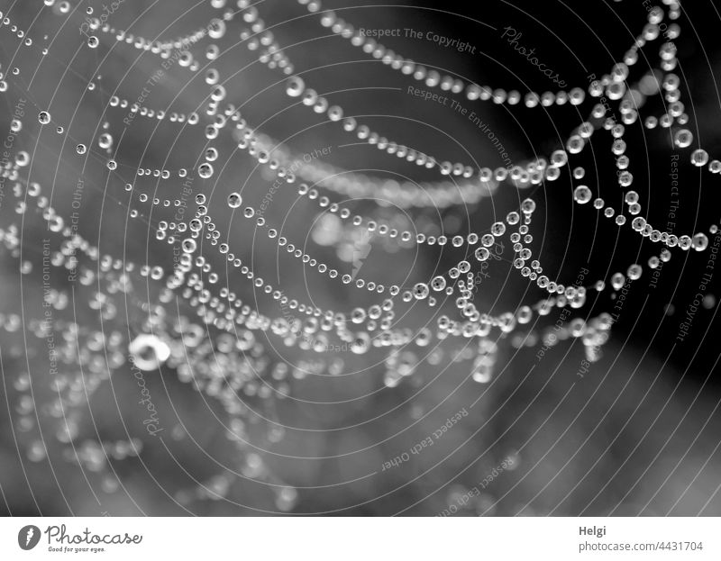Dew beads - spider web with dew drops Spider's web Drop Trickle Close-up Macro (Extreme close-up) Morning in the morning Wet Autumn Nature Detail Exterior shot