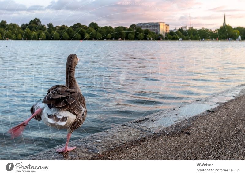 It doesn't always have to be Swan Lake, a goose can also do a beautiful solo at the lake if the mood is romantic. Goose feet Bird Stretching Dance Romance