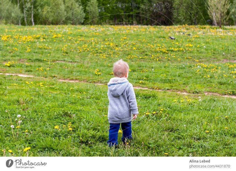 A cheerful kid walks in the field with dandelions. boy toddler healthy caucasian baby beautiful child childhood cute fun grass green happiness happy joy little