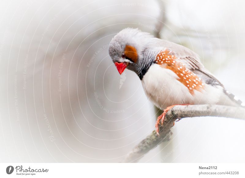 Zebra Finch Air Fog Animal Wing 1 Red White Polka dot Beak Sit Branch Colour photo Exterior shot Close-up Detail Deserted Copy Space left Copy Space bottom Day