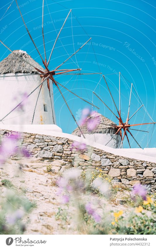 Windmills in Mykonos, Greece, with purple flowers in the foreground. Sky Blue Landmark travel Summer Island