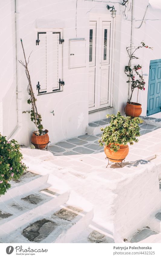 Flower pots with plants on a white terrace in Mykonos, Greece White Plant flower pot Architecture Terrace patio house
