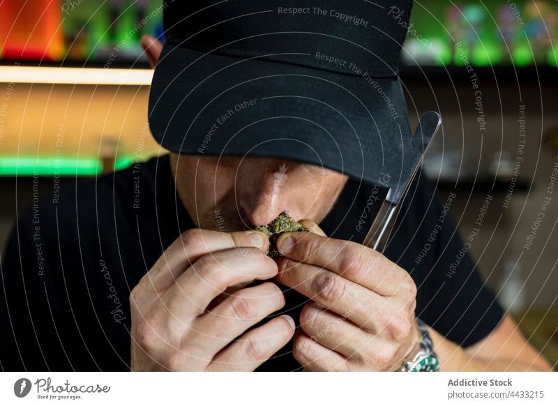 Anonymous man smelling dry marijuana flower bud in room weed natural aroma cannabis plant tweezers workspace jar marihuana table cbd ganja cannabinoid