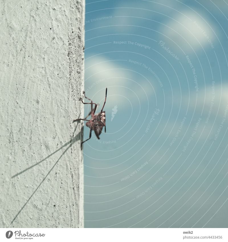 Extend sensor Insect Animal 1 Near Small Patient Calm Sunbathing Serene Caution Observe Colour photo Exterior shot Close-up Detail Deserted Copy Space right