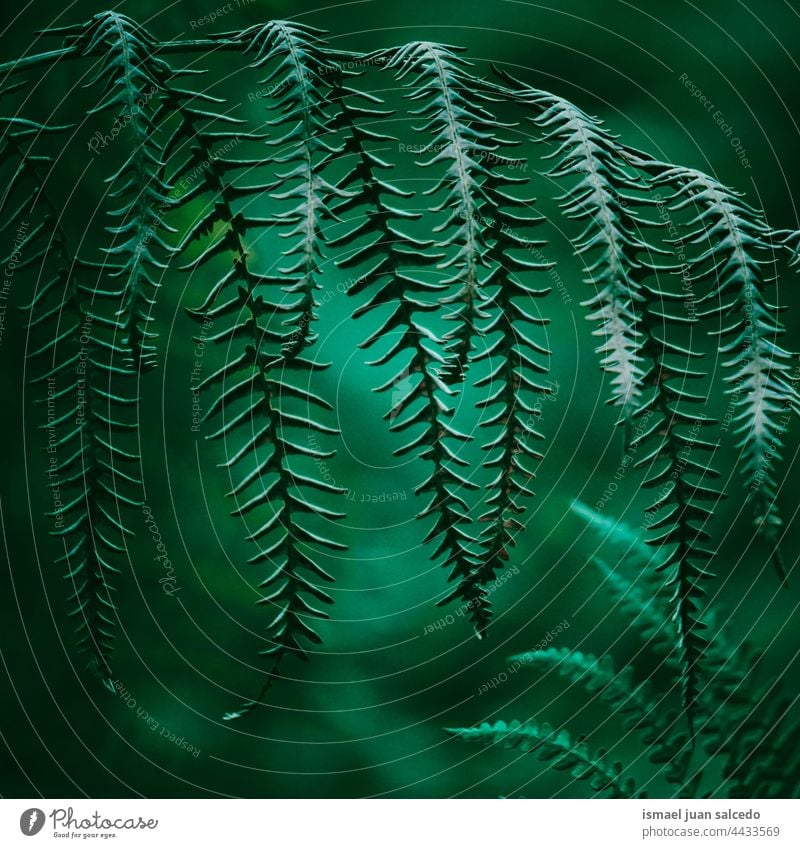 green fern leaves in springtime plant leaf abstract texture textured garden floral nature decorative outdoors fragility background natural
