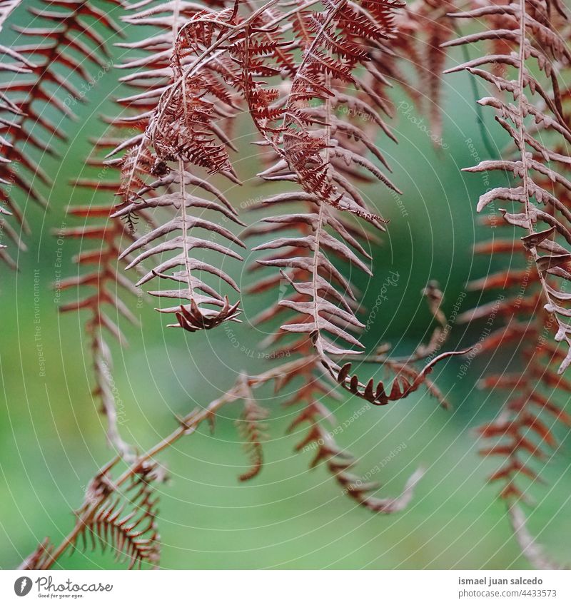 brown fern leaves in autumn season plant leaf abstract texture textured garden floral nature decorative outdoors fragility background natural autumn leaves