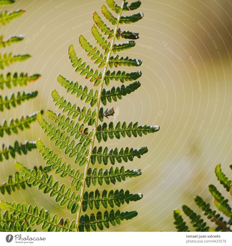 green fern leaf in springtime plant leaves abstract texture textured garden floral nature decorative outdoors fragility background natural