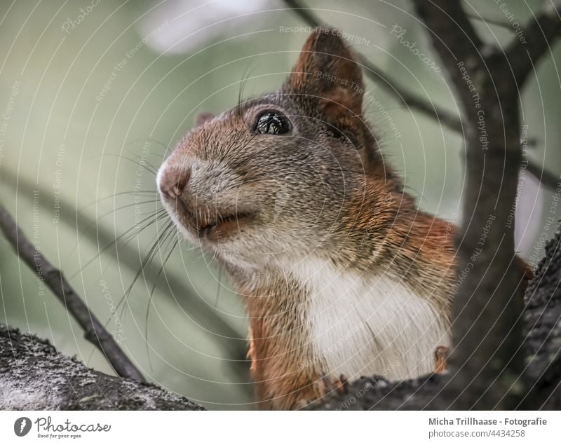 Squirrels in the tree sciurus vulgaris Animal face Head Eyes Muzzle Nose Ear Pelt Paw Claw Rodent Nature Wild animal Observe Looking Curiosity Cute