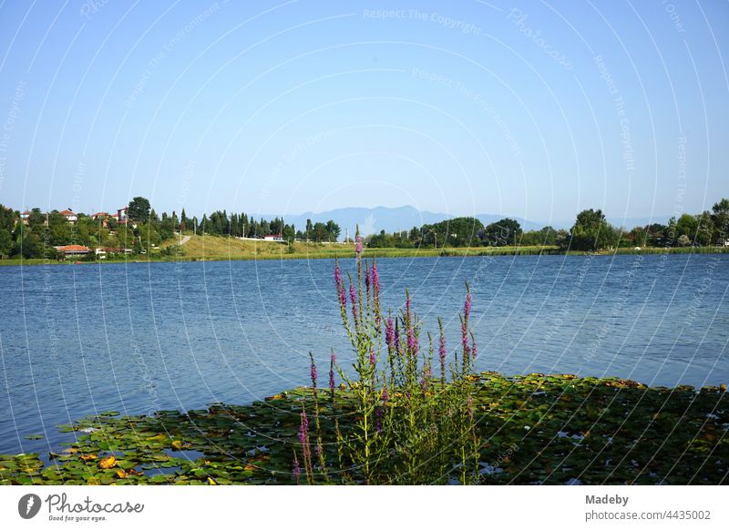 Biotope and nature reserve in summer sunshine at Poyrazlar Gölü near Adapazari in the province of Sakarya in Turkey Lake Body of water Landscape Habitat Wetland