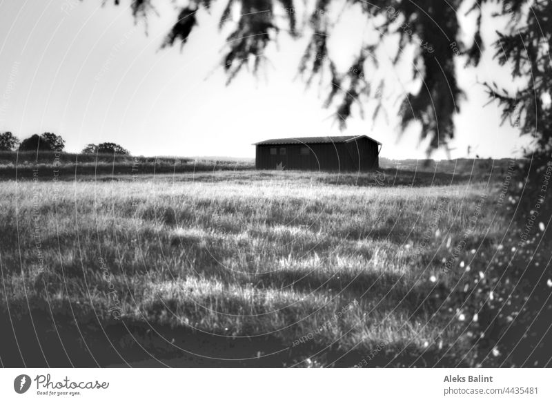 Landscape in late summer in black and white Landscape - Nature Deserted Exterior shot black-and-white Black & white photo golden light Light Day Shadow
