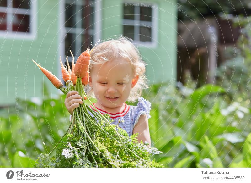 toddler carries an armful of plucked carrots in the garden. Sunny summer happy day. Harvesting in the fall girl harvest harvesting healthy lifestyle nature