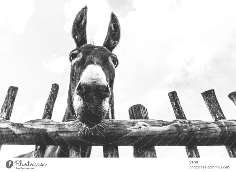 Donkey, wooden fence, b/w Sky Weather Clouds Hair Stand Front view Forward Animal portrait Meadow Mammal Willow tree animal donkey Fence Nature Pet Animal face