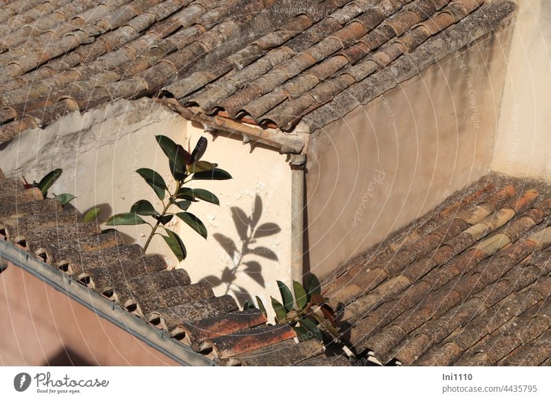 small roof terrace with rubber trees in Mallorca vacation Majorca view from above Terrace roofs Height difference walls brick Lichen Gutters Rustic Sun Light