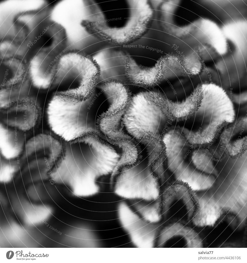 Macro shot of a mushroom-like flower structure in black and white fungal Forms and structures Black & white photo Nature strange Exceptional spongy