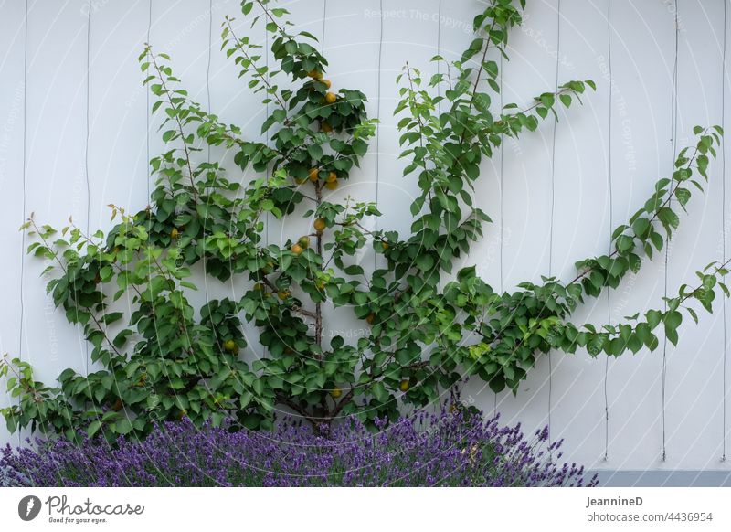 Apricot tree on house wall with lavender bushes Wall (building) Exterior shot Building Lavender Facade Deserted Day Harvest biodiversity grow Urban life