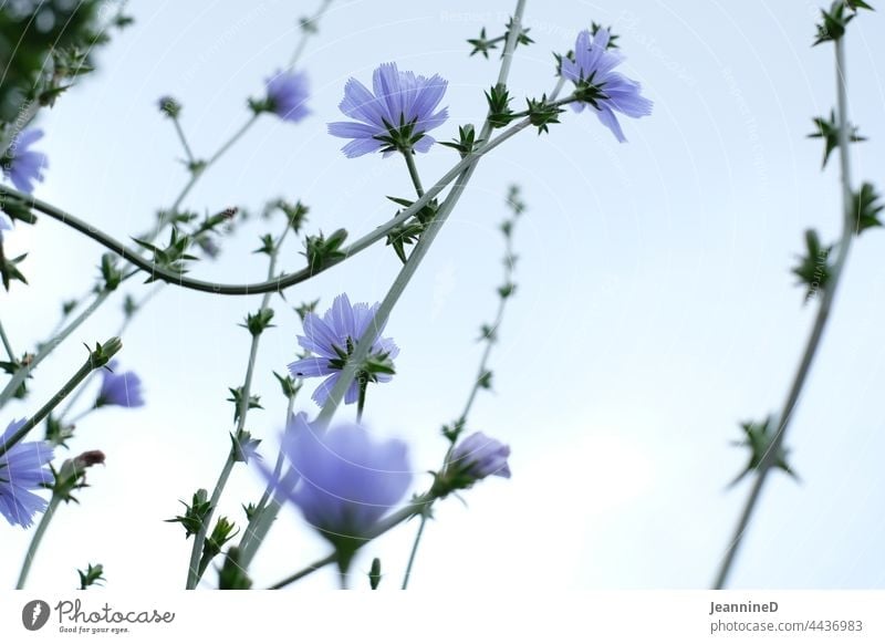 light blue flowers from below against the sky purple Nature Blossom Exterior shot Fine Cichory Garden Plant Daisy Family native wild plants Medicinal plant
