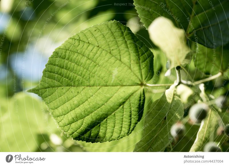 The leaf Leaf leaves veins Rachis Green peak Point Fine Nature Tree foliage Early pretty Plant Exterior shot Colour photo Environment naturally