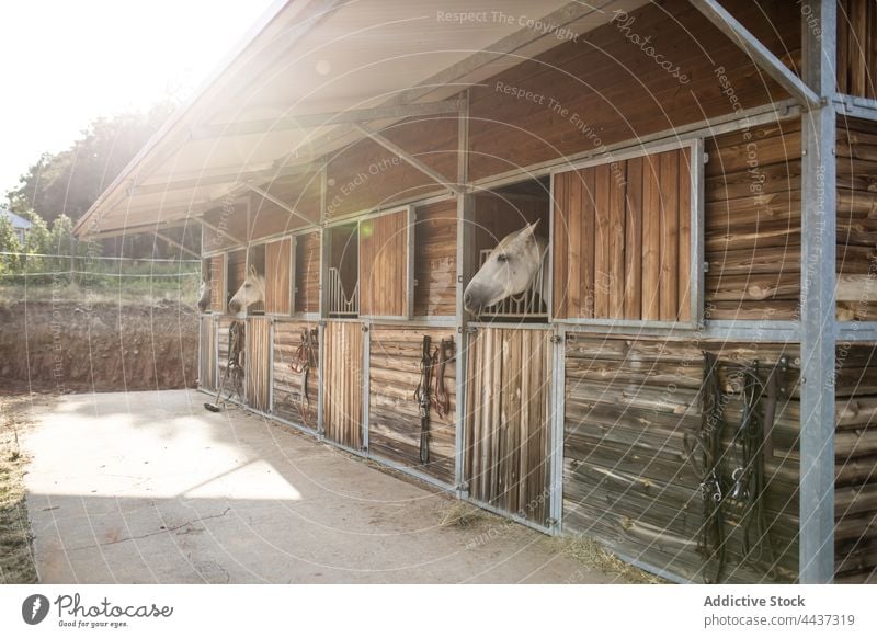 Horses looking out of stables in countryside horse muzzle peek equine animal livestock fauna mammal riding school chordate mare calm quiet peep wooden stall