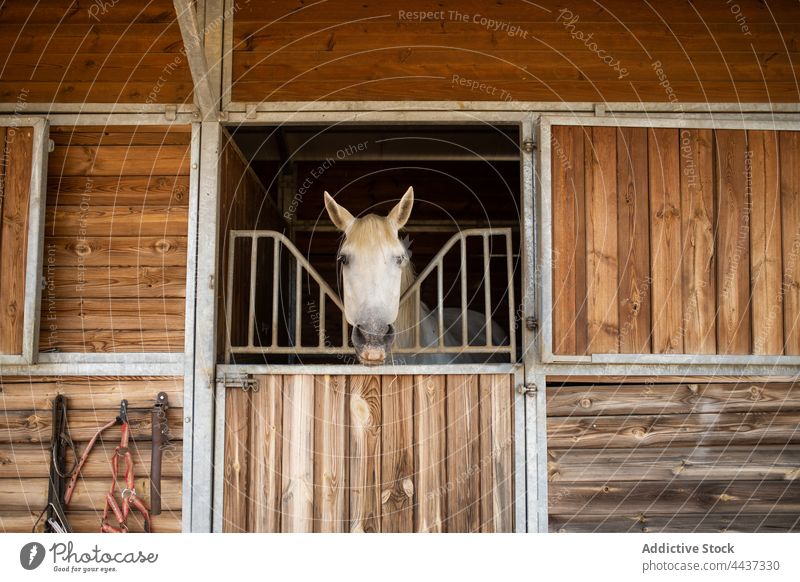 Horses looking out of stables in countryside horse muzzle peek equine animal livestock fauna mammal riding school chordate mare calm quiet peep wooden stall