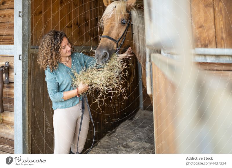 Smiling woman feeding horse with hay in stall stallion animal equine herbivore domesticated caress livestock farm wooden stable eat dry grass smile enjoy mammal