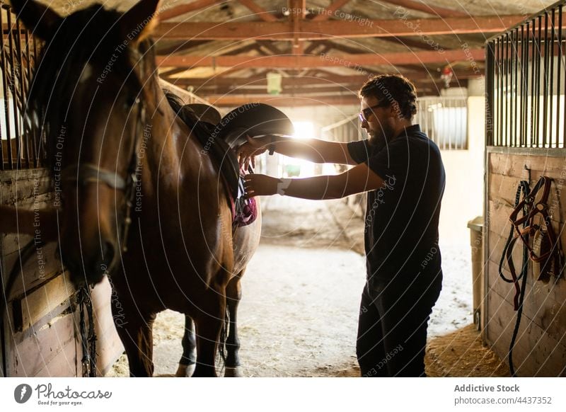 Man putting saddle on horse in stable man stallion seat stirrup adjust equine animal livestock riding school domesticated mammal countryside herbivore corridor