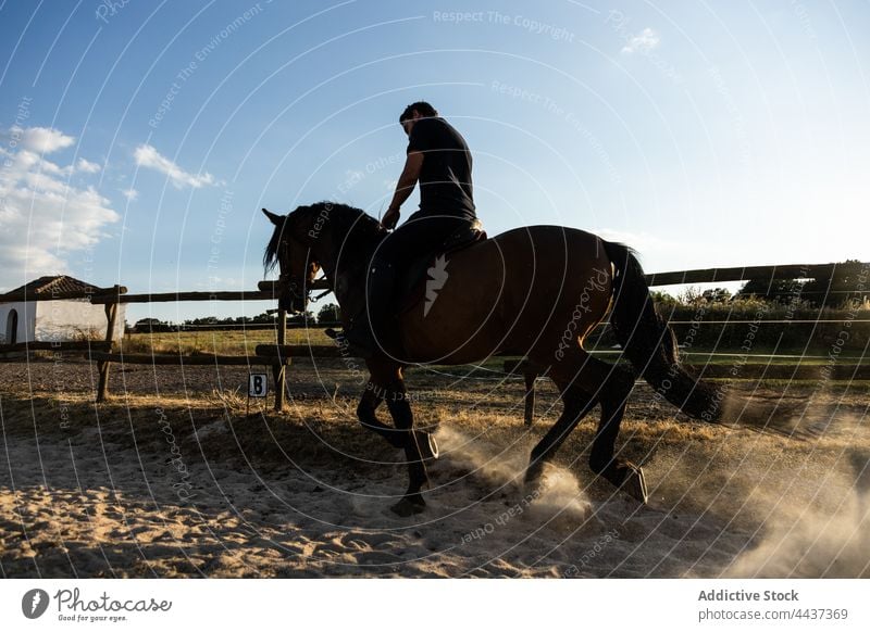 Man riding horse in countryside paddock in sunshine man stallion ride equine animal dust riding school livestock sunset sand sky shiny bright evening land fence