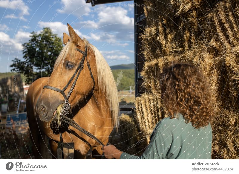Anonymous woman caressing horse muzzle in sunshine stallion equine animal fauna livestock countryside hay riding school mammal idyllic harmony fondness charming
