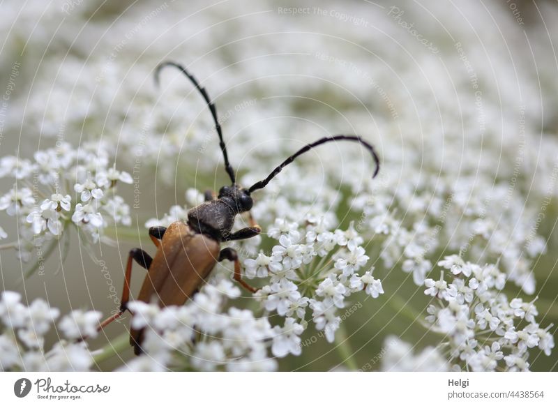 Brown-red earthbuck in a white umbel flower brown-red earth goat Beetle Longhorn beetle Earthbuck Insect Feeler Flower Blossom Apiaceae Summer White Black