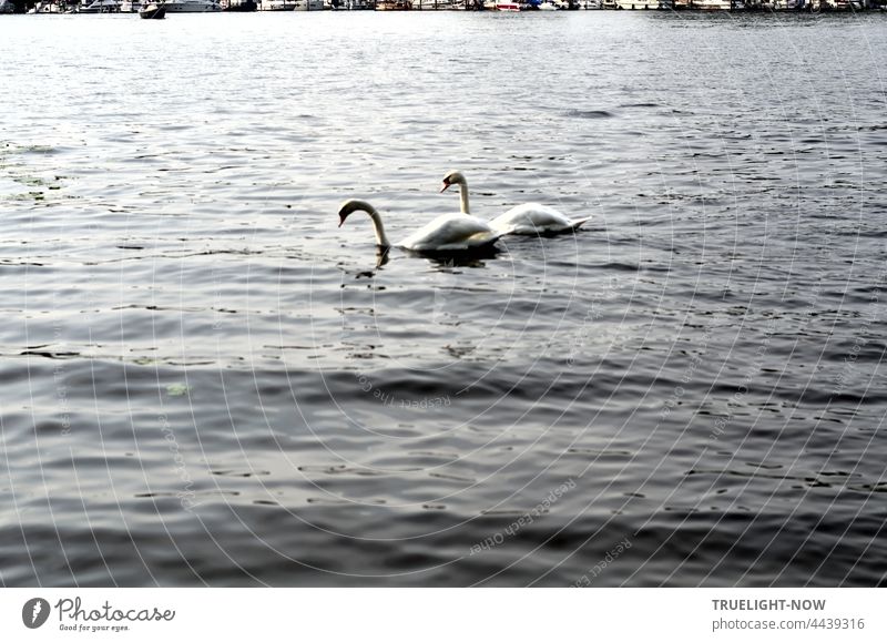 Two swans on the Tiefen See swim to dinner together - in the background a narrow strip of Potsdam Swan swan pair Lake River Havel waterfowls two Nature Water