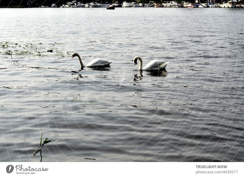 Two swans foraging on the Tiefen See (Havel) in Potsdam with a view of the opposite shore with marina and boat moorings two swans swan pair waterfowls Lake