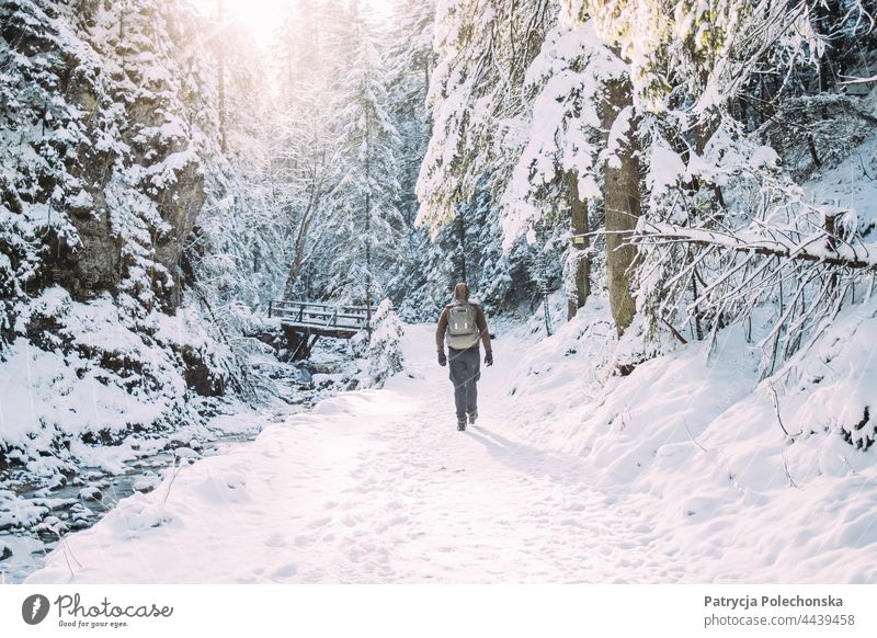 Person walking on a snow covered path in a forest in the winter person Hiking Walking Back Snow Winter Cold Frozen Sunlight sunny Adventure