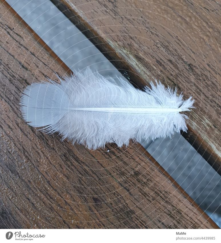White down feather in morning dew on wooden bench Plumed Downy feather Bird Feather Soft Easy Protection Mauser quill pen keratin Thermal insulation plumology