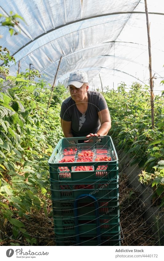 Farmer harvesting ripe raspberries in greenhouse woman farmer collect crate raspberry hothouse agriculture agronomy female box check container gardener