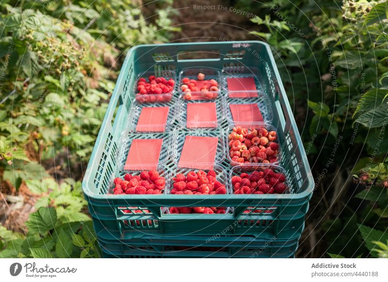 Stack of plastic crates with raspberry ripe plantation agriculture container harvest fruit collect red cultivate delicious box vitamin food agronomy production