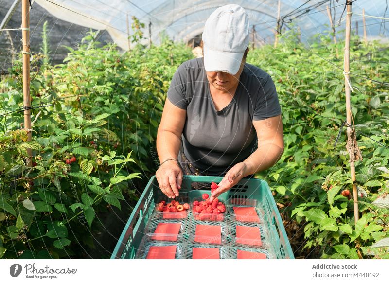 Farmer harvesting ripe raspberries in greenhouse woman farmer collect crate raspberry hothouse agriculture agronomy female box check container gardener