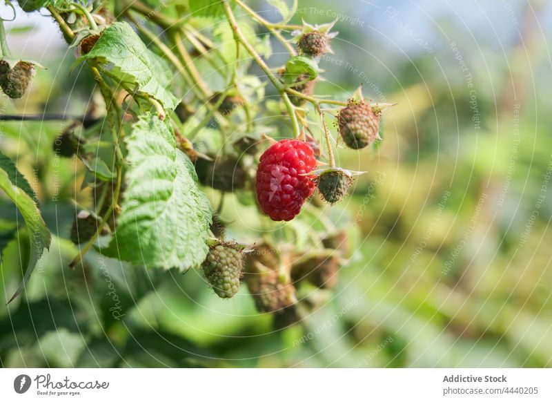 Ripe and green raspberries growing on bush raspberry ripe branch cultivate agriculture flora foliage edible plant vitamin food vegetate plantation nature farm