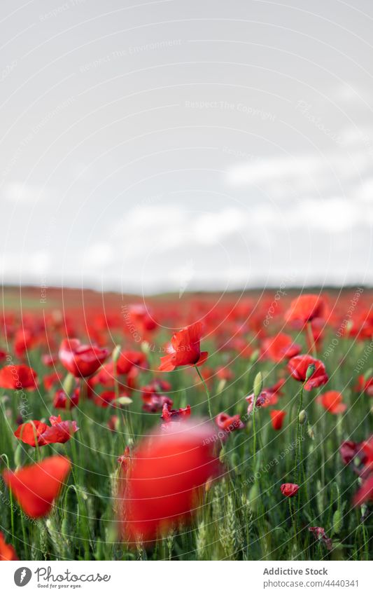 Blooming poppies in countryside field under cloudy sky poppy flower bloom nature landscape environment cultivate papaver blossom scenic botany vegetate growth
