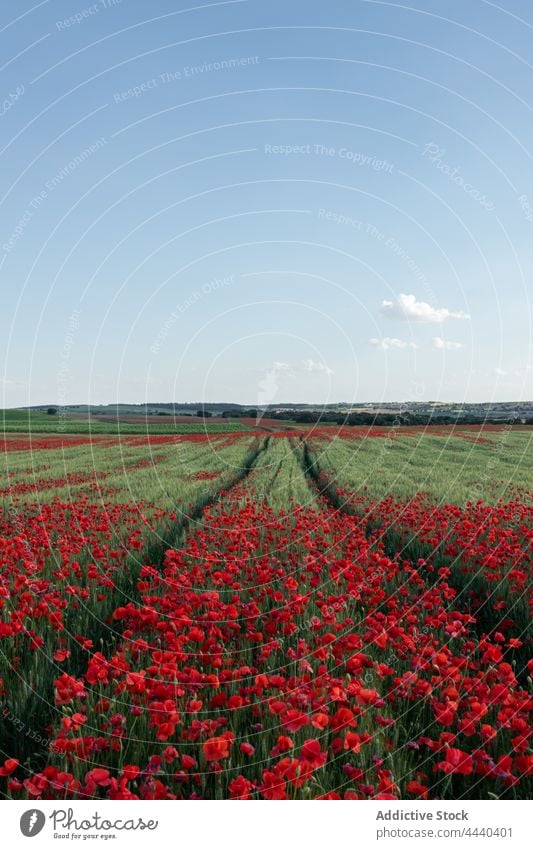 Blooming poppies in countryside field under blue sky poppy flower bloom nature landscape environment cultivate papaver blossom scenic botany vegetate cloudy