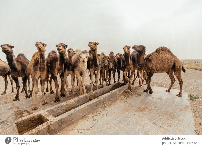 Camels drinking water in desert in daylight camel animal livestock mammal herbivore feeder domesticated aqua stand hump fauna ungulate sky even toed together
