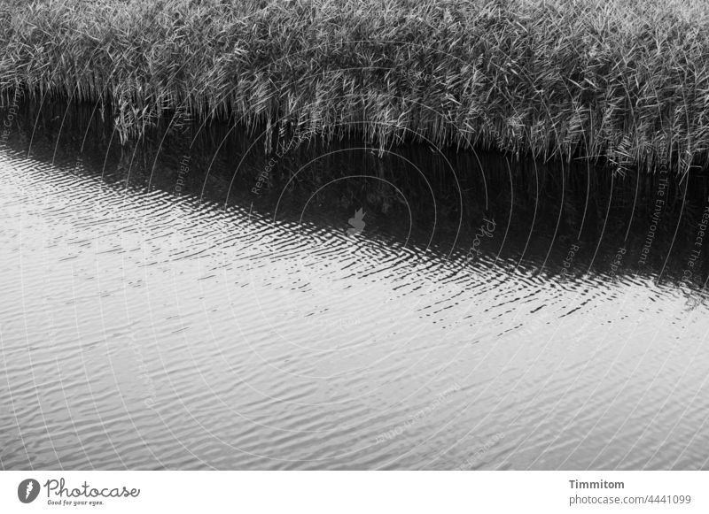 Water, gentle waves and reed grass Fjord Lake Waves Smooth Surface of water Common Reed Contrast Bright Dark Deserted Black & white photo Denmark