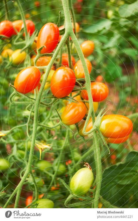 Close up picture of organic date tomatoes, selective focus. farm agriculture vegetable fruit plant garden fresh green food healthy cultivation produce