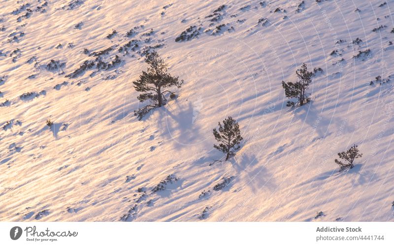 Trees growing on snowy hill in sunlight mountain slope tree landscape environment winter ridge cold nature season forest tranquil range scenery picturesque