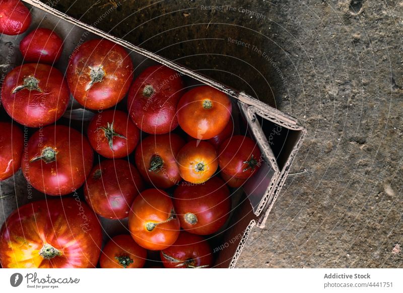 Closeup of a box of red tomatoes on the ground plant agriculture land nature vegetable field organic growth farm food garden season growing farming natural