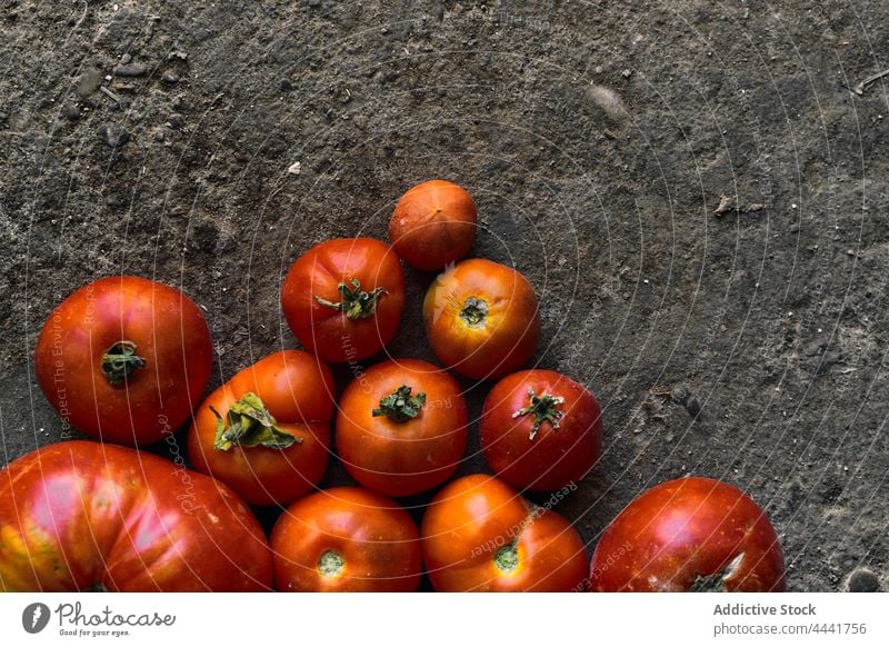 Closeup of a pile of red tomatoes on the ground plant agriculture land nature vegetable field organic growth farm food garden season growing farming natural