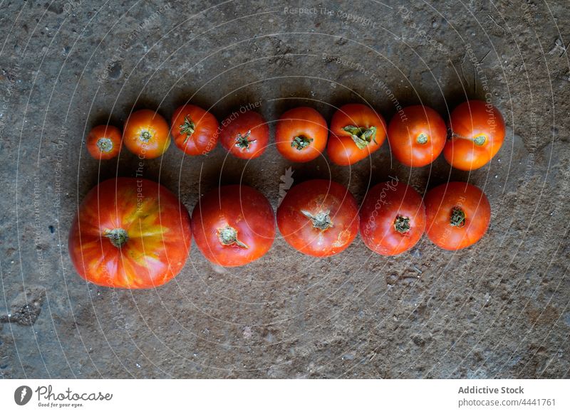 Closeup of a line of red tomatoes on the ground plant agriculture land nature vegetable field organic growth farm food garden season growing farming natural