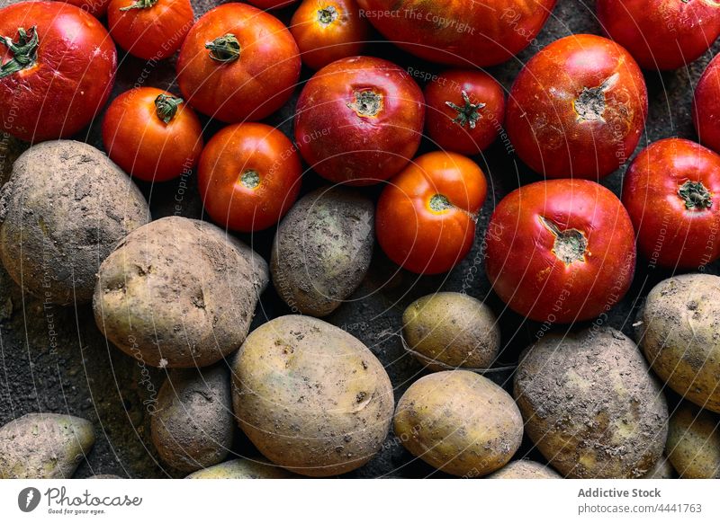 Closeup of a pile of red tomatoes and potatoes on the ground plant agriculture land nature vegetable field organic growth farm food garden season growing