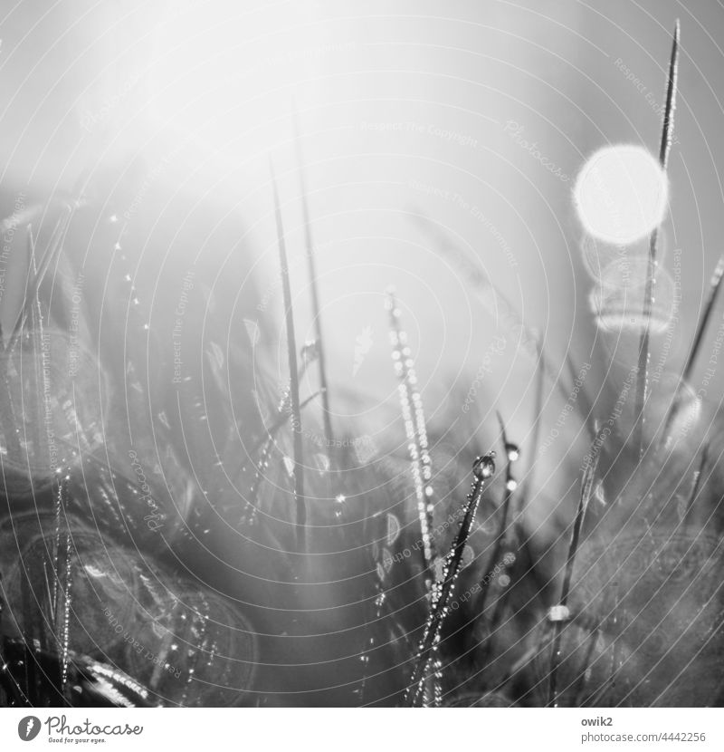 Early in the day wet grass Early morning dew dew drops Illuminate Drop Wet flicker Small Mysterious Light (Natural Phenomenon) Morning sparkle Water Muddled