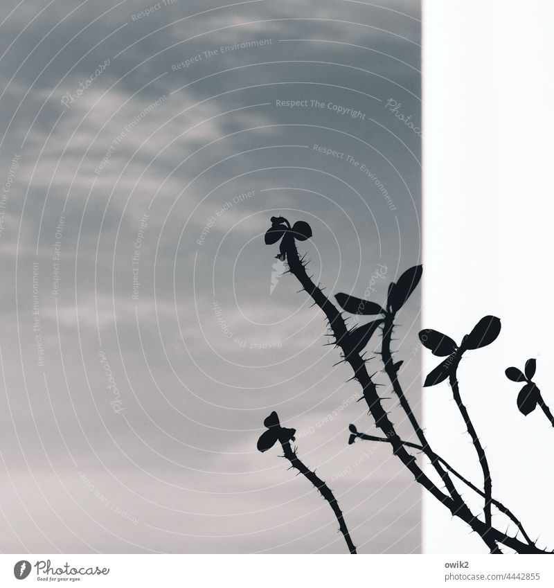 Goal-oriented Crown-of-thorns twigs leaves Plant Light Shadow Leaf Graphic Abstract thorny Thorny peak Colour photo Detail Contrast Balcony White Sky