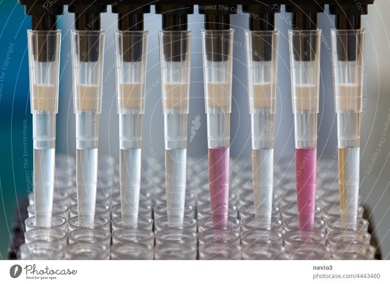 Research scientist pipetting SARS_CoV-2 samples to a plate using a multichannel pipette colorful liquid covid swab processing sars SARS-CoV-2 industry research